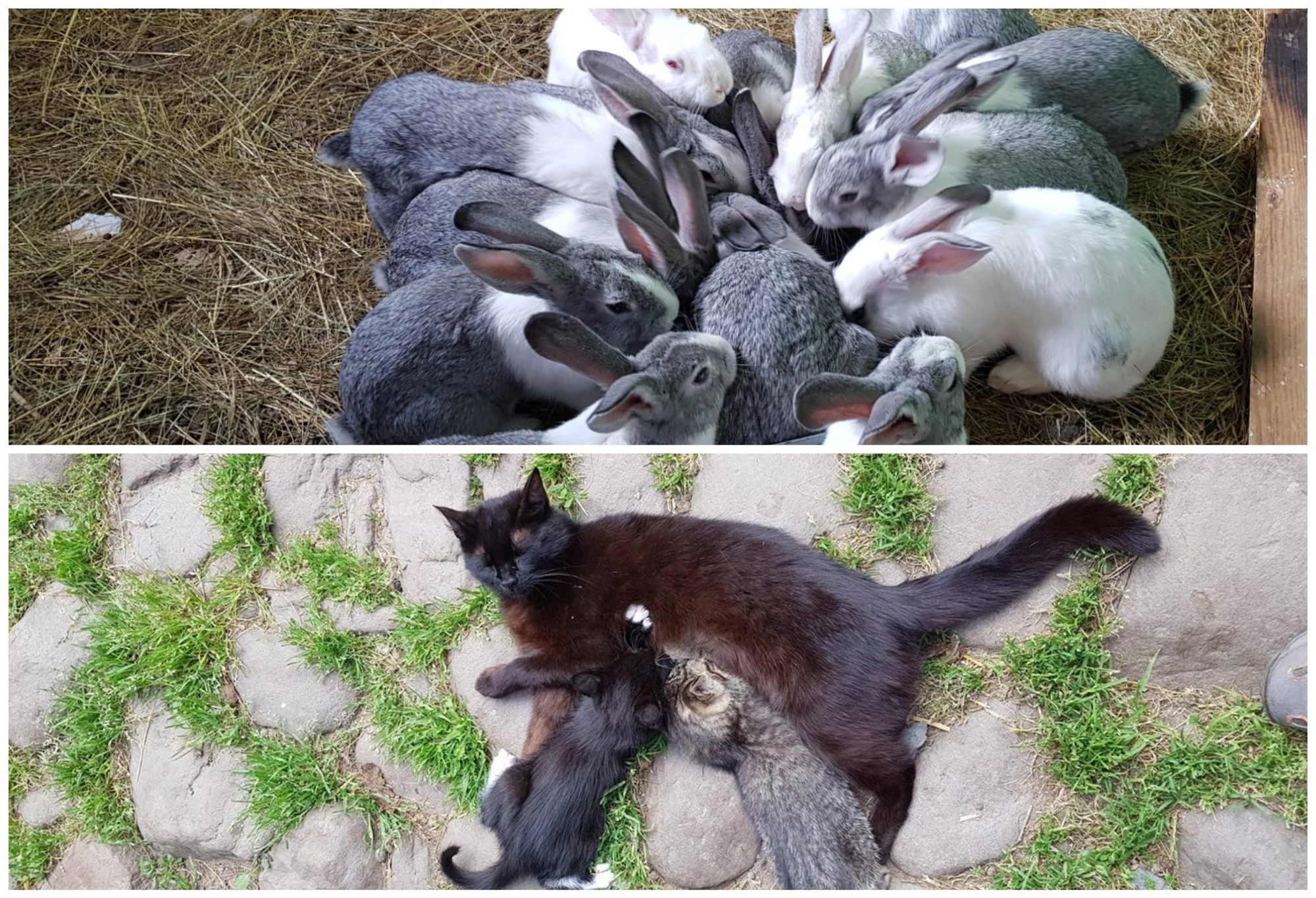 El contacto con los animales en una seña de identidad de La Senda.