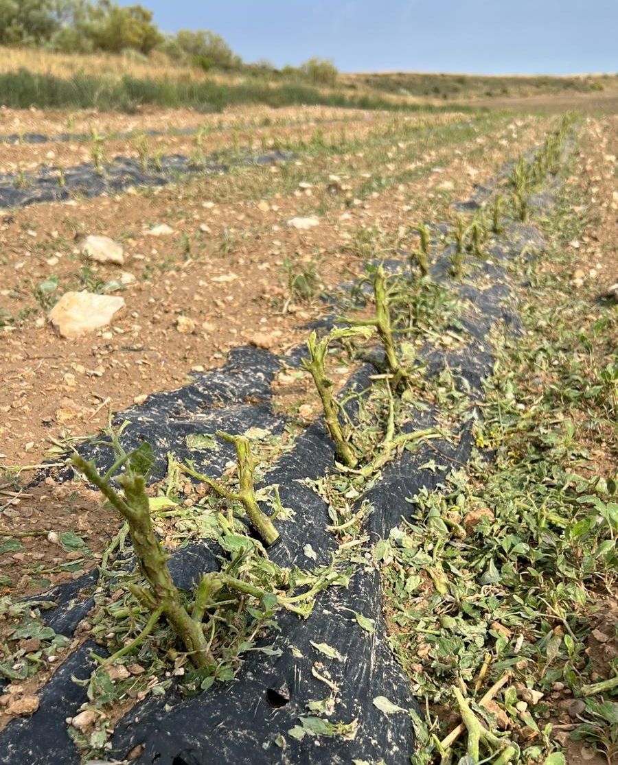 Daños en los materiales para el cultivo de hortaliza en la comarca de Cinco Villas