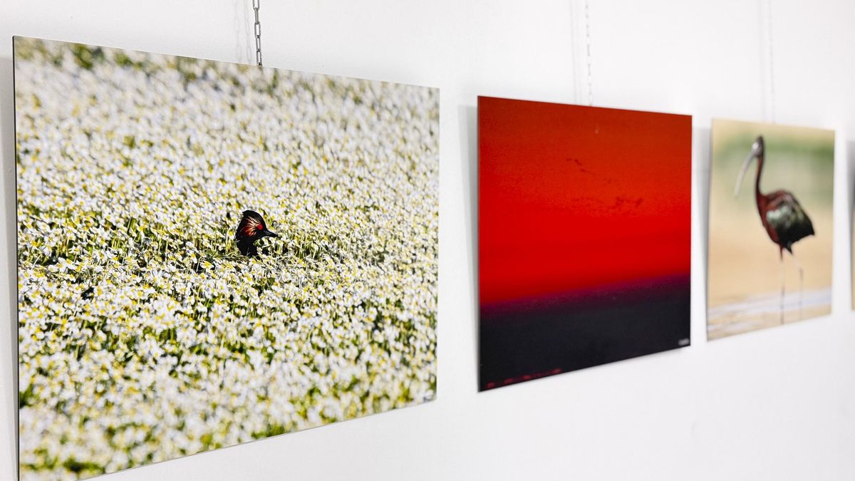 Las aves también "posan": Aníbal de la Beldad acerca al alumnado una veintena de fotografías