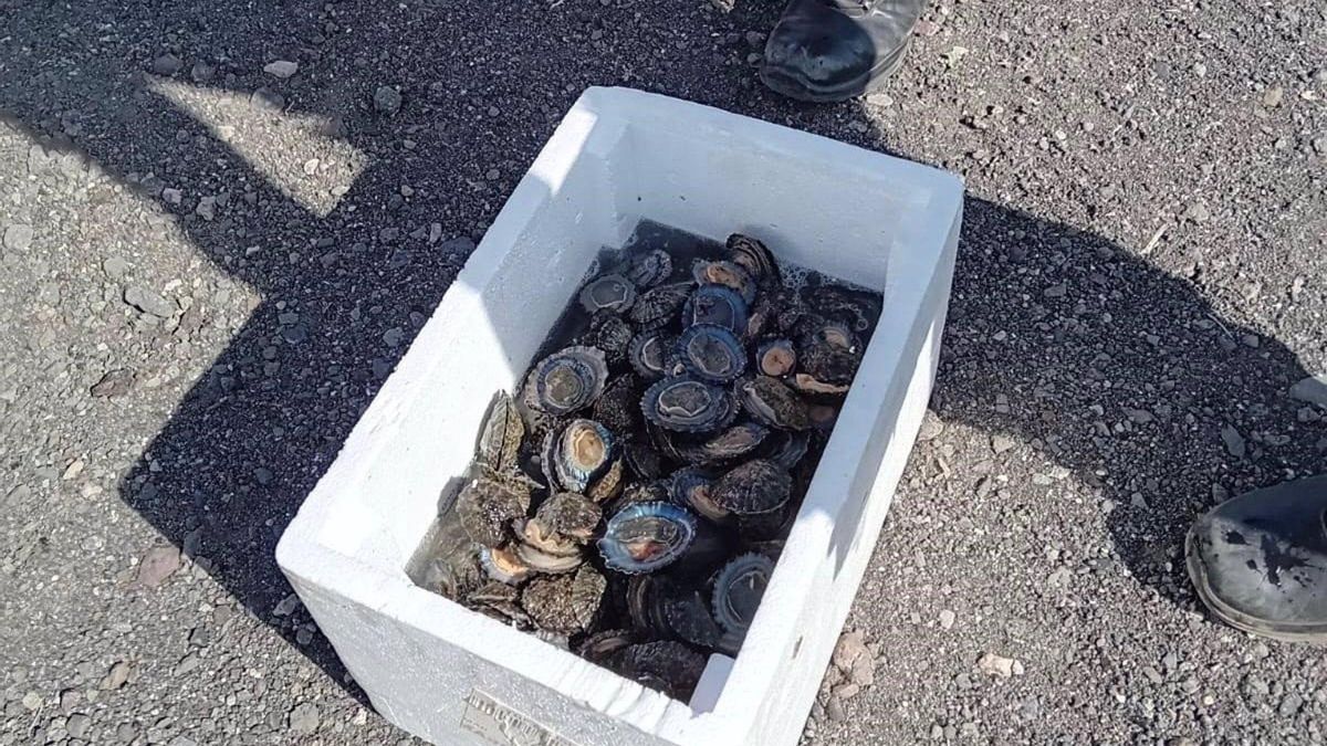 Las lapas capturadas de forma ilegal en Tamadaba.