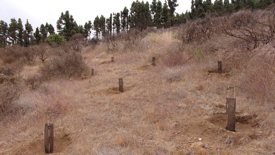 Pinos plantados en la finca de Javier Díaz-Reixa