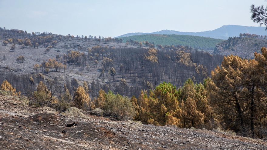 “Más naturaleza” y menos macroproyectos para la Sierra Norte de Guadalajara tras el gran incendio de La Mierla