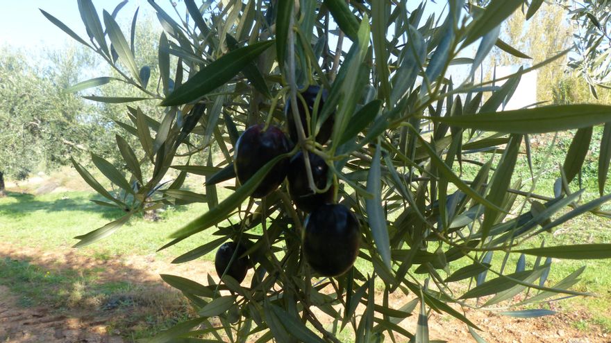 Una mejor cosecha y unas bajas existencias condicionarán el futuro del mercado del aceite de oliva