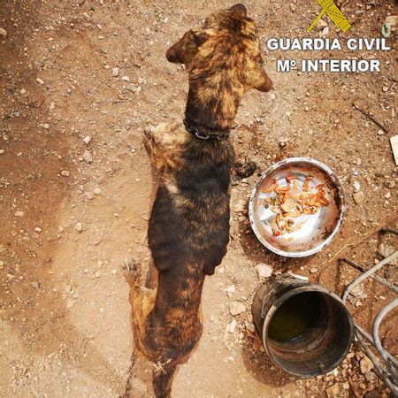 Estado de  uno de los perros rescatados en Agüimes