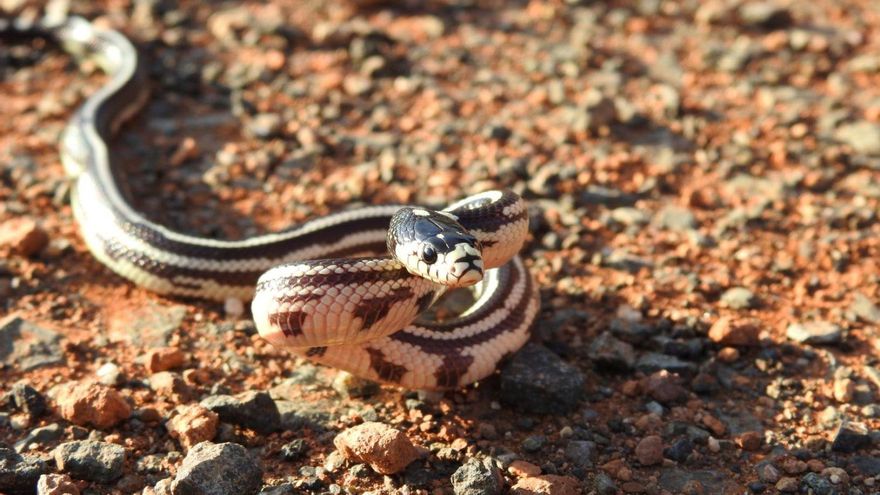 De la culebra real al rabogato: diez especies invasoras exóticas que afectan a la biodiversidad de Canarias