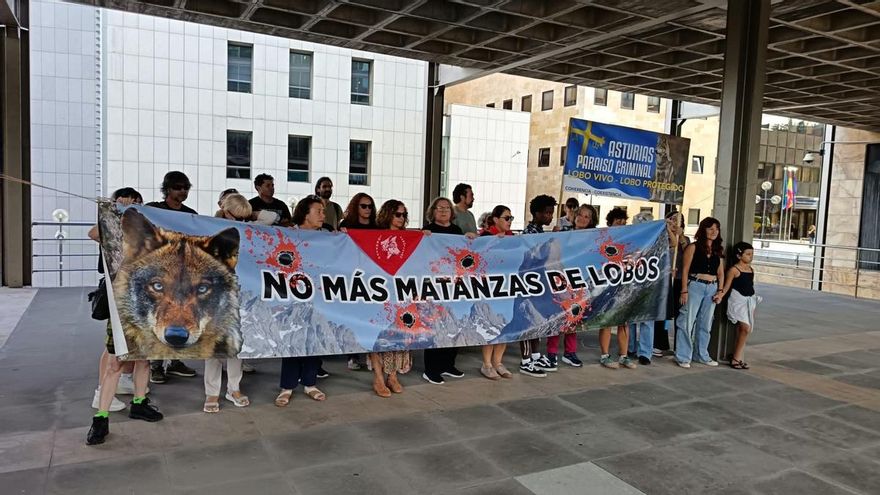 "Matar 10 o 150 lobos": Asturias Ganadera propone más controles que faciliten compatibilizar la actividad ganadera