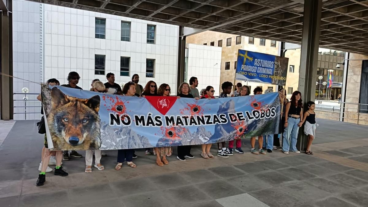 "Matar 10 o 150 lobos": Asturias Ganadera propone más controles que faciliten compatibilizar la actividad ganadera