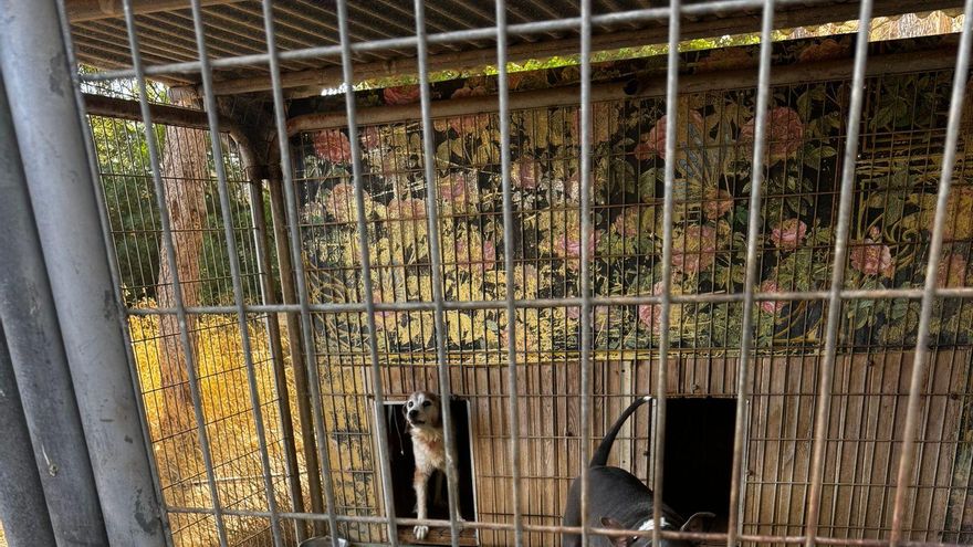 Excrements i rates en un refugi d'animals d'Eivissa: “Amuntegaven les bosses d'escombraries al costat de les gàbies”