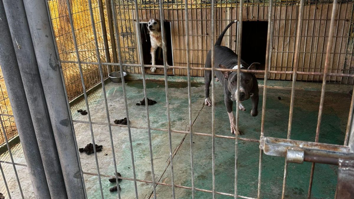 Excrementos y ratas en un refugio de animales de Ibiza: “Amontonaban las bolsas de basura junto a las jaulas”