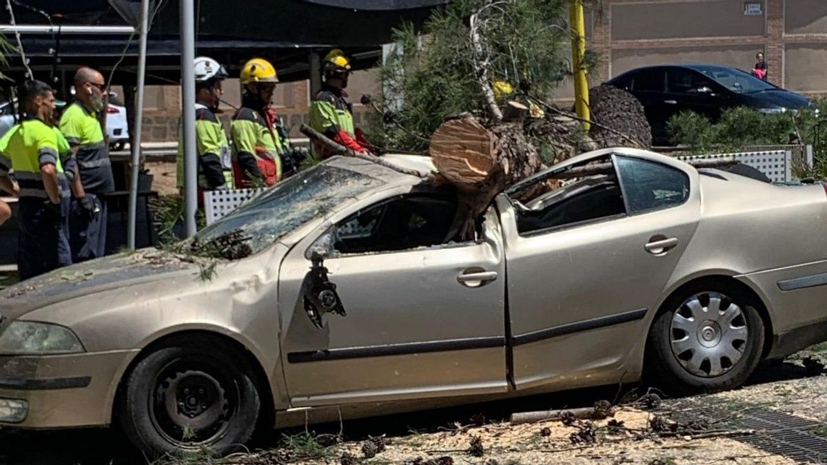 Un árbol de gran tamaño cae sobre un coche en Argés