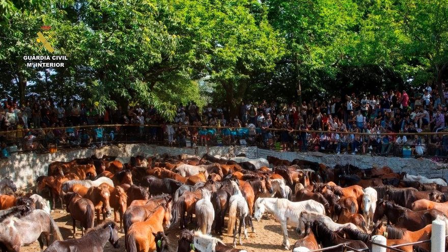 Cinco detenidos por robar más de 70 caballos y matar a cinco de ellos en la sierra de O Barbanza (A Coruña)