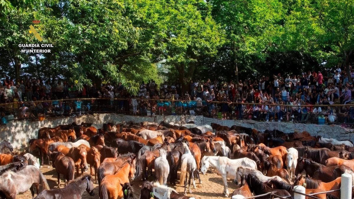 Cinco detenidos por robar más de 70 caballos y matar a cinco de ellos en la sierra de O Barbanza (A Coruña)