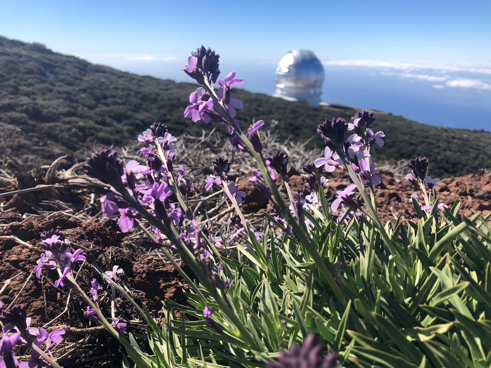 Alhelíes; al fondo en Gran Telescopio Canarias. Foto: ÁNGEL PALOMARES.