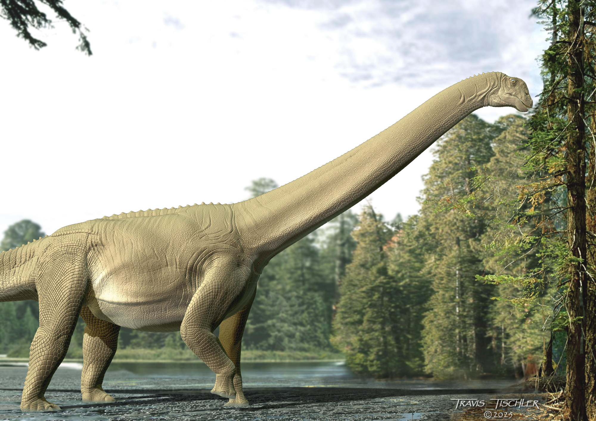 Impresión artística del aspecto de 'Diamantinasaurus matildae'.