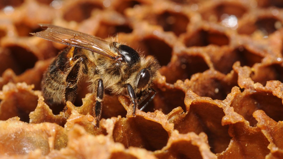 Los investigadores descubrieron que las abejas que realizaban una danza más larga y que indicaban una distancia mayor a la real tenían más éxito en reclutar compañeras que lograban encontrar el alimento