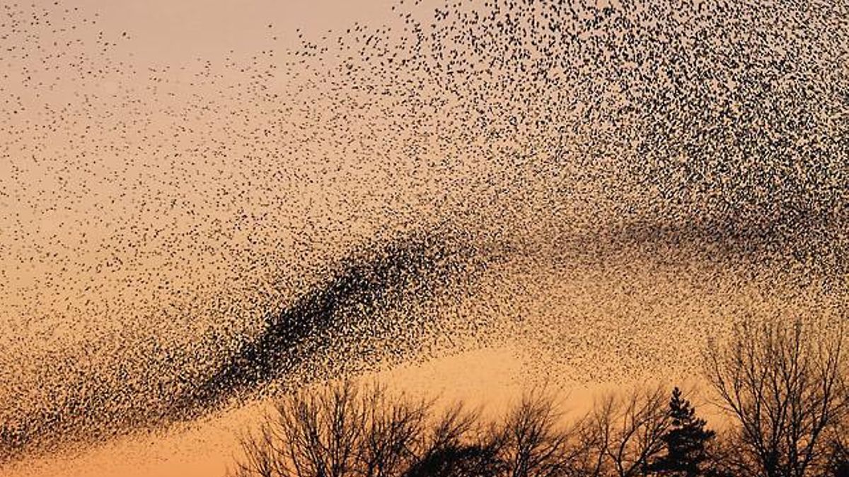 Señales que 'hablan' de biología