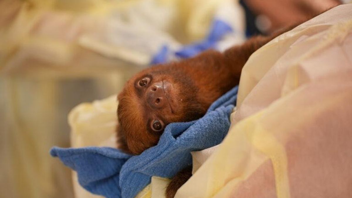 Trece perezosos llegaron al Central Florida Zoo el 24 de abril de 2026. Muchos presentaban deshidratación y bajo peso corporal, y otros requerían atención inmediata. Foto: cortesía Central Florida Zoo