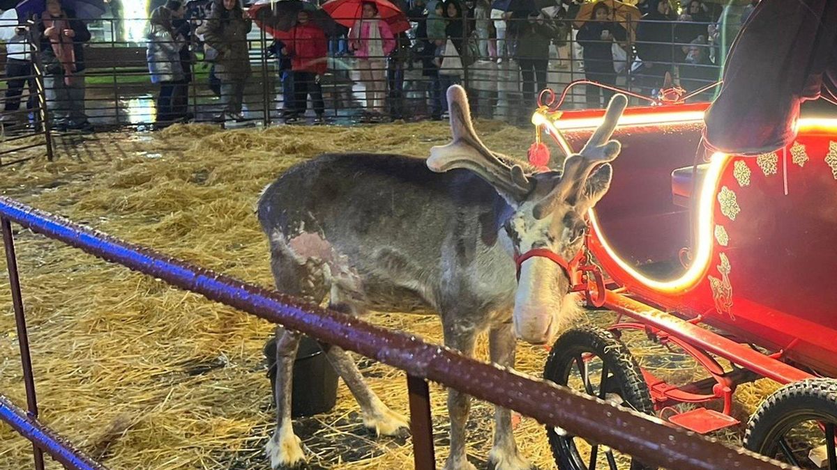 Fundación Franz Weber denuncia que Santander contrató unos renos que no desfilaron en Navidad