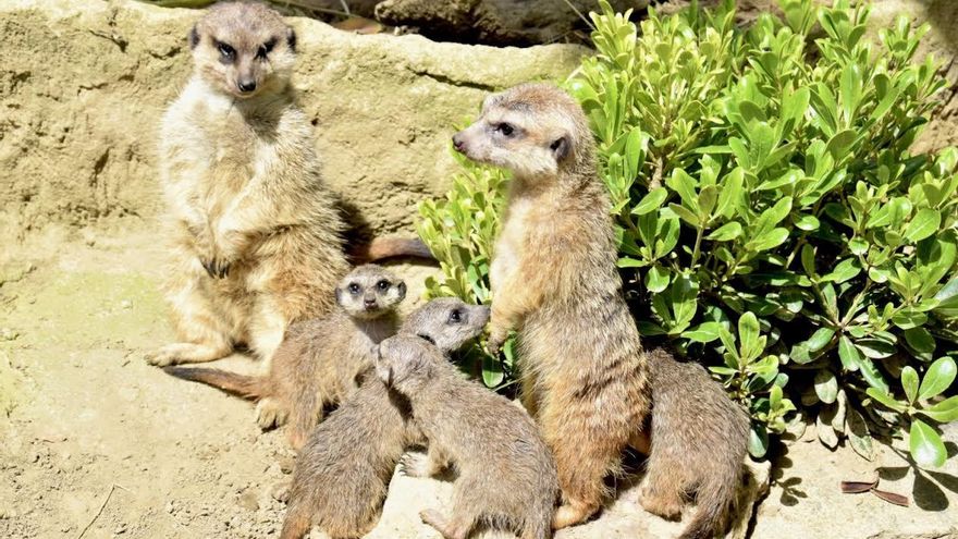 La Universidad de Sevilla acoge el mayor encuentro nacional e iberoamericano sobre comportamiento animal