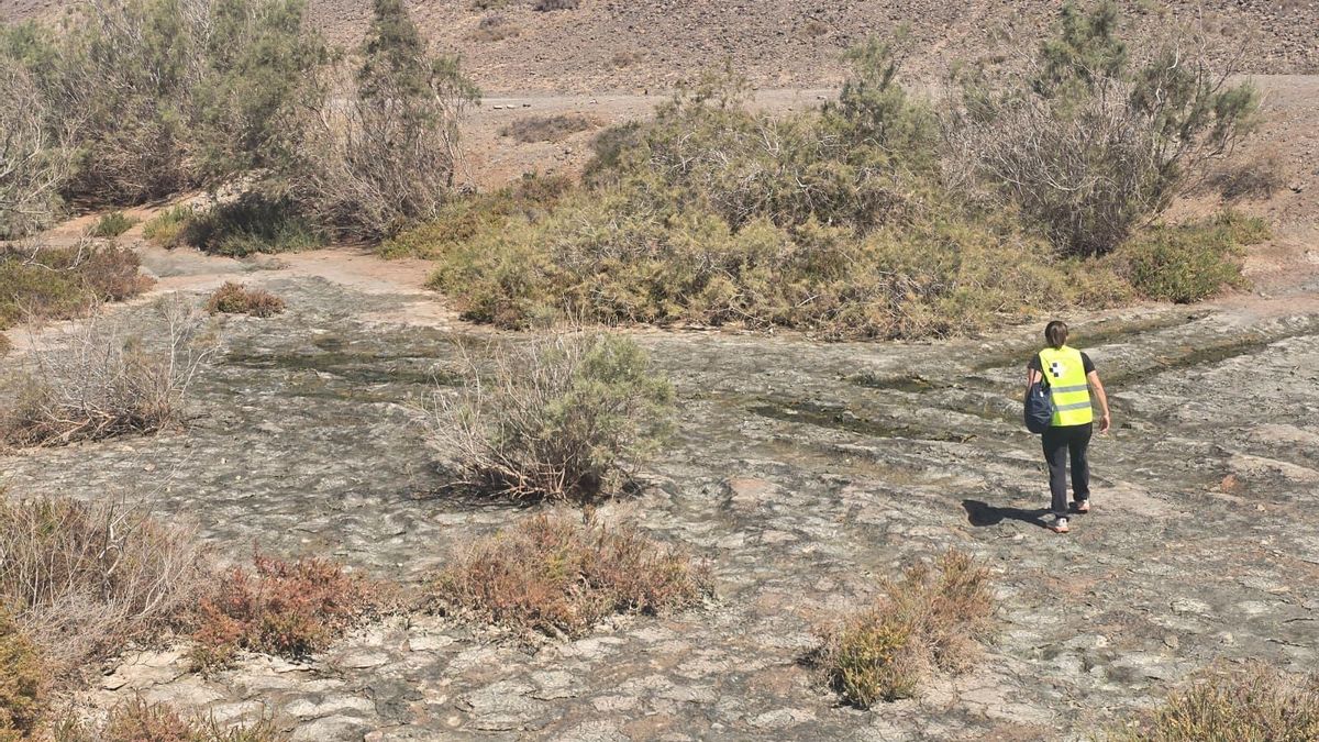 Sanidad activa un protocolo ante una plaga de mosquitos en una localidad de Fuerteventura