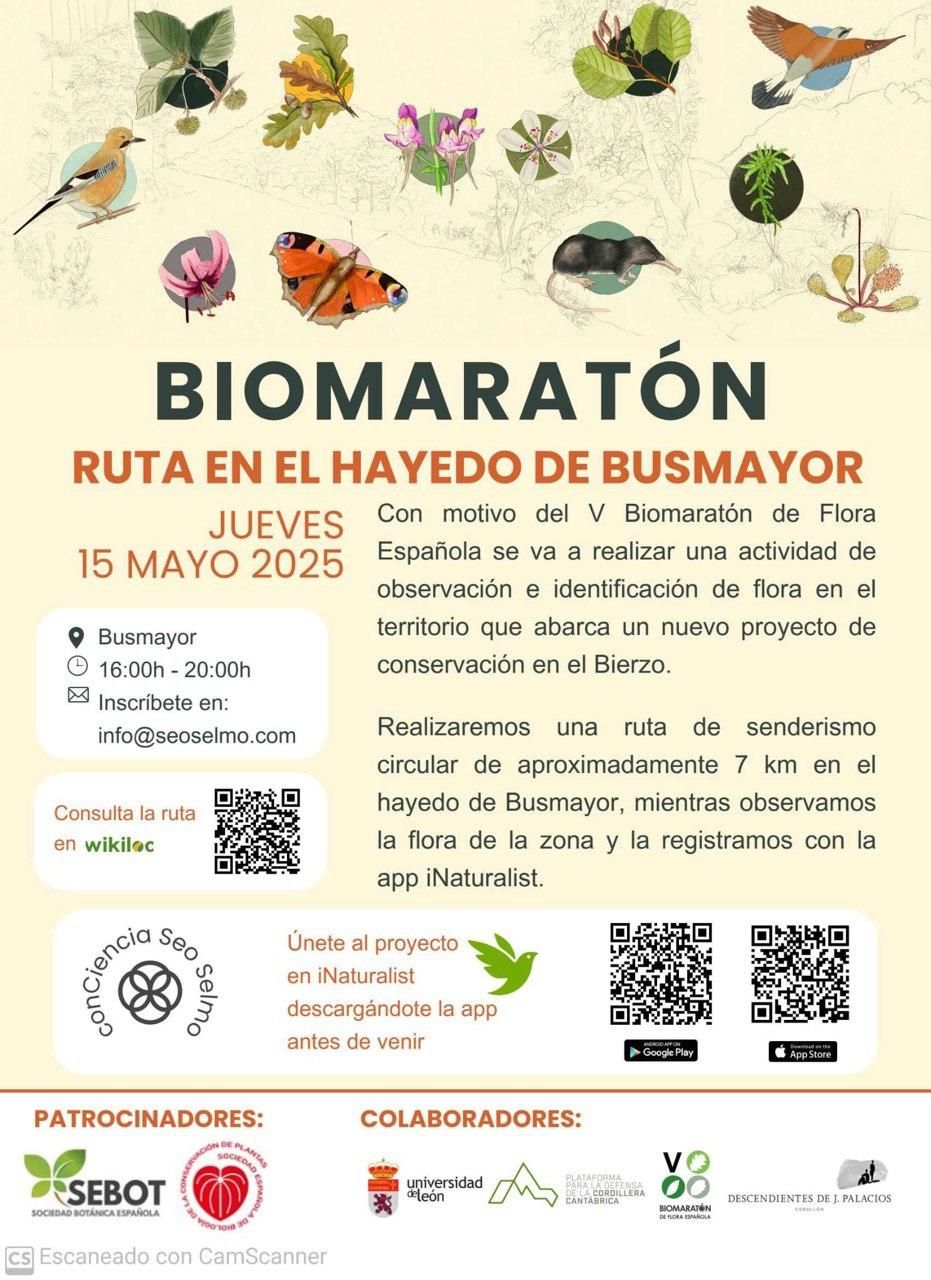 Biomaratón en el Hayedo de Busmayor.