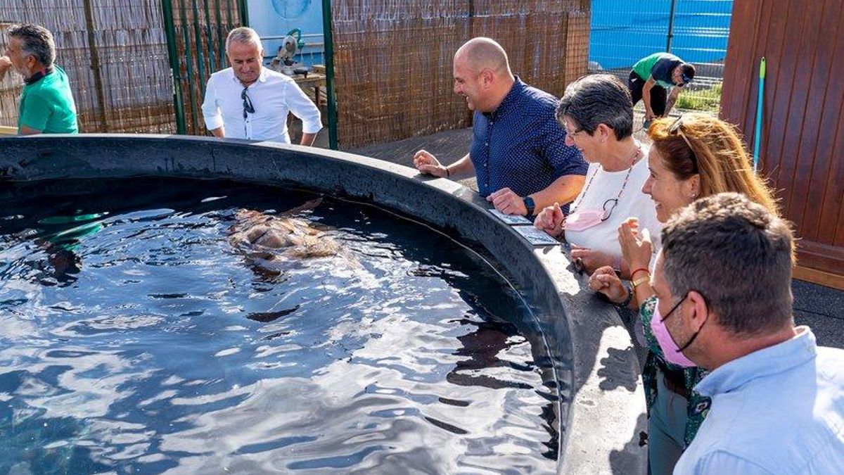 Cabildo de Fuerteventura por el proyecto de la tortuga boba (Premio Internacional Endecan a la Biodiversidad).