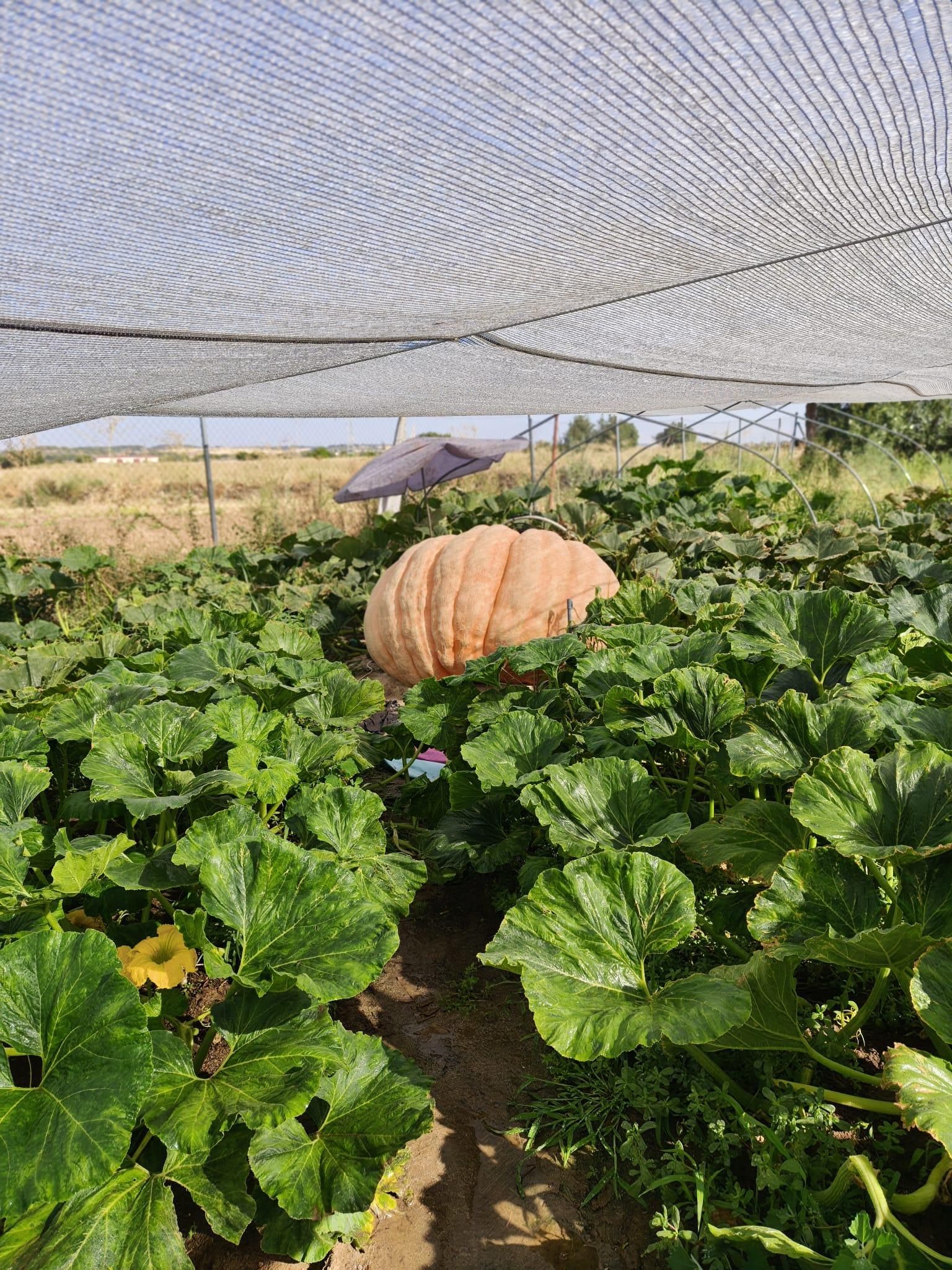 La planta de la calabaza Lula