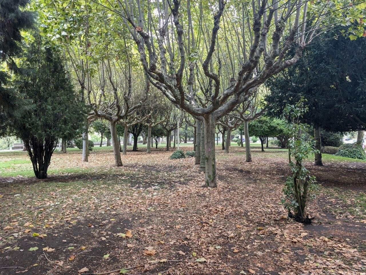 El llamativo otoño en pleno verano que se el clima acelera en el paisaje urbano de León