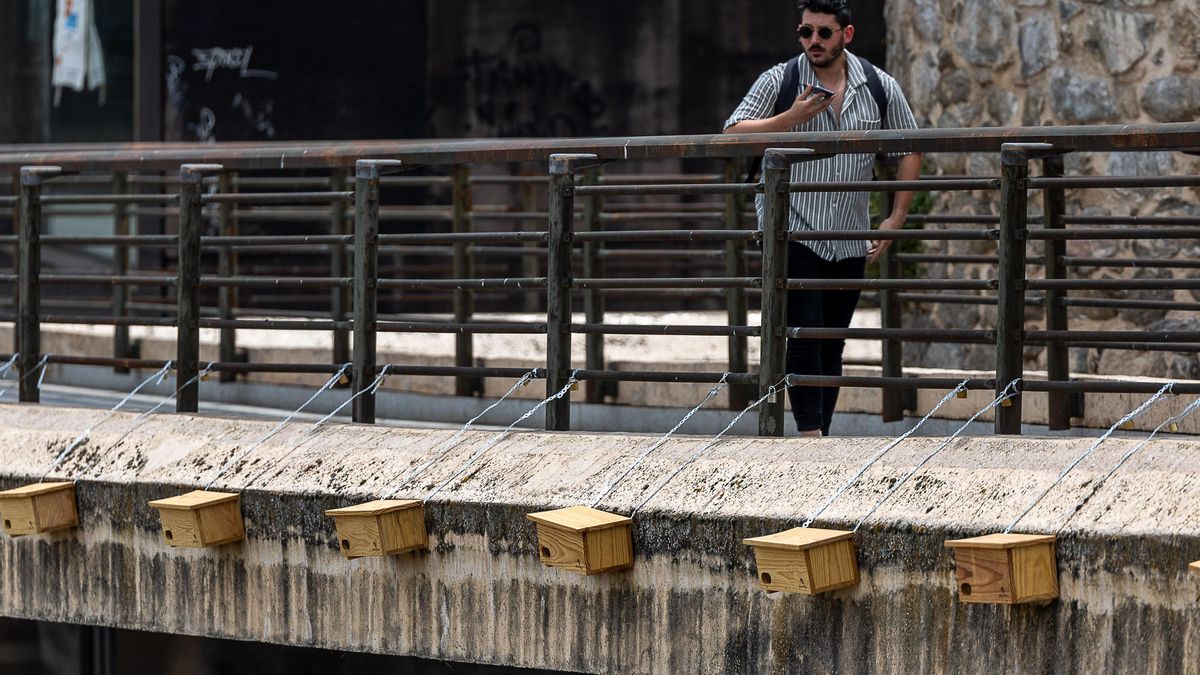 La Red de Vencejos de Toledo busca nuevas personas voluntarias para la supervivencia de estas aves