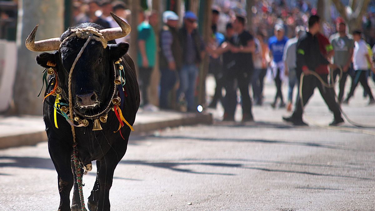 La orden de festejos taurinos genera quejas de ganaderías a las que se imponen "requisitos imposibles" sobre vacunación