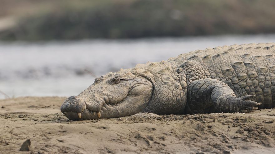 El parque nacional de este país asiático en el que ver cocodrilos, tigres, rinocerontes y hasta 500 especies de aves