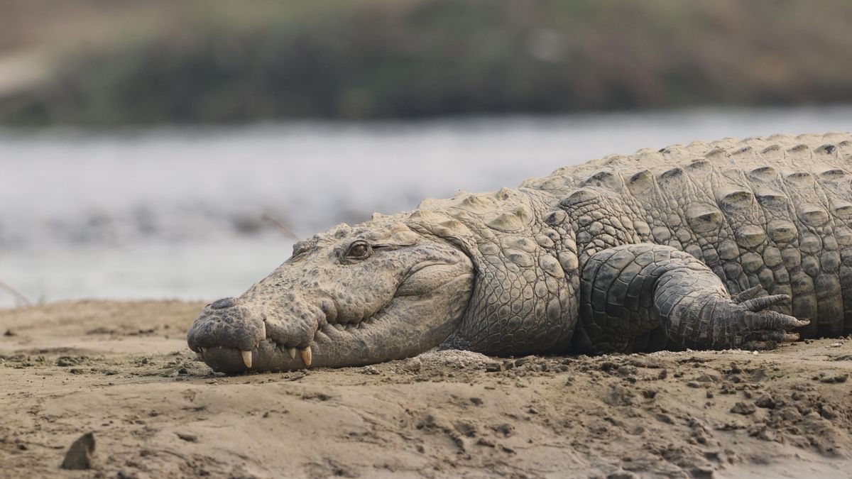 El parque nacional de este país asiático en el que ver cocodrilos, tigres, rinocerontes y hasta 500 especies de aves