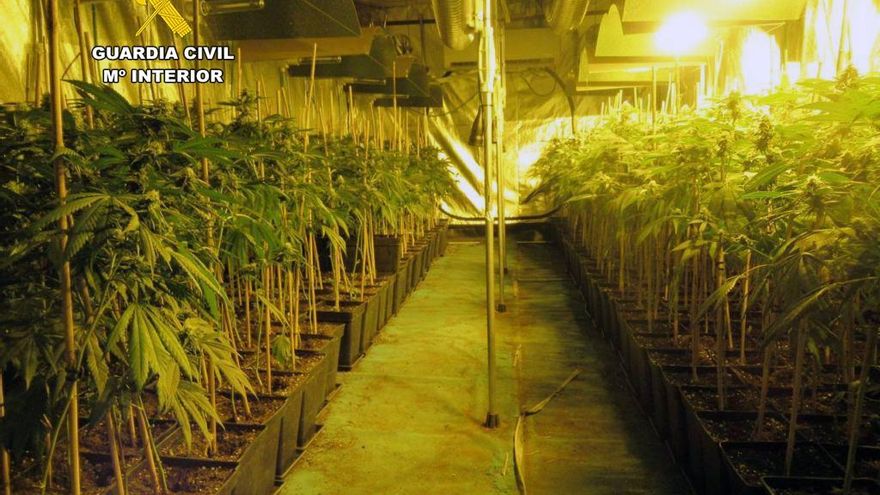 Una de las plantaciones de marihuana desmanteladas por la Guardia Civil.