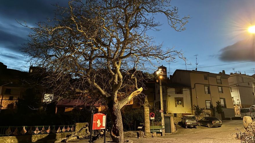 Nogal de Muro de Aguas tras el accidente