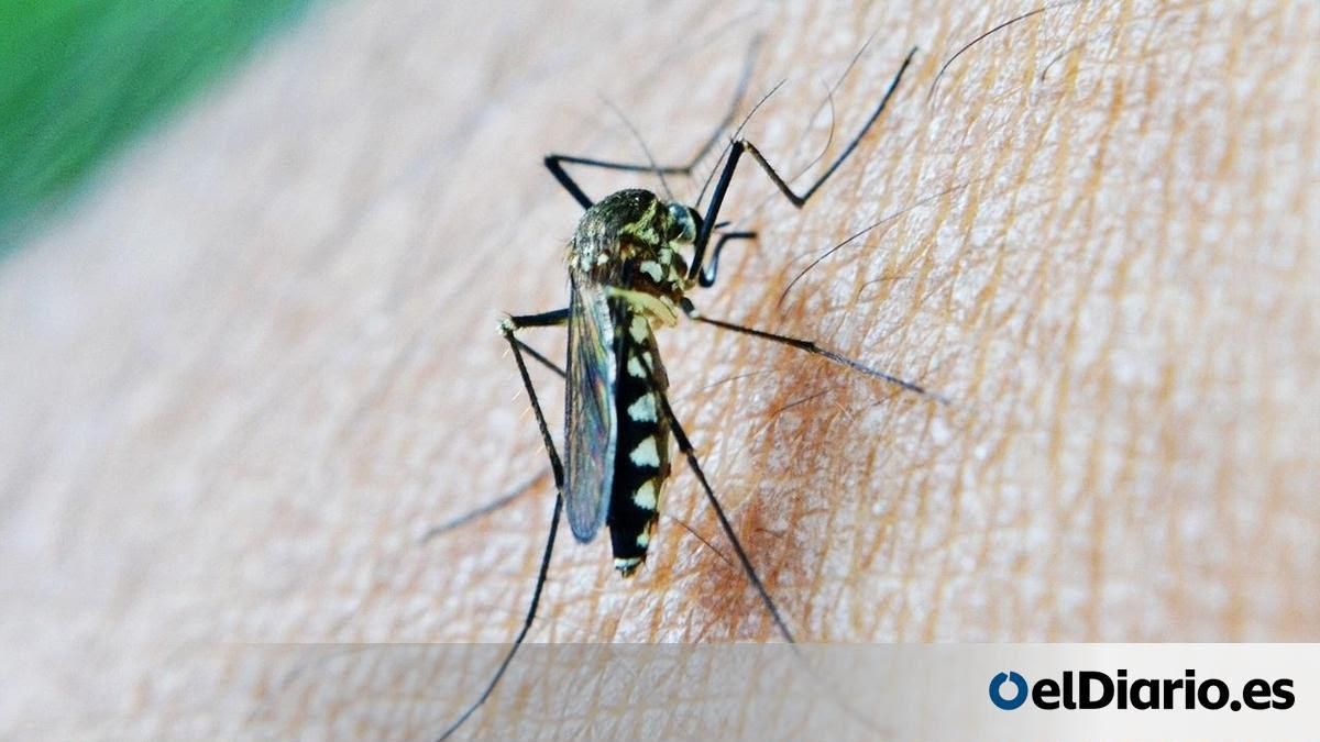 La incidencia del virus del Nilo se dispara en Extremadura: 21 casos y un riesgo tres veces mayor que en Andalucía
