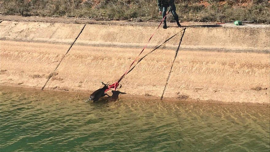 El trasvase Tajo-Segura, una "trampa mortal" para animales atrapados que se ahogan por no poder salir
