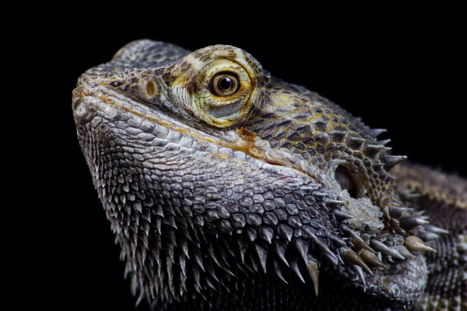 Reptil de la Fundación Maroparque.