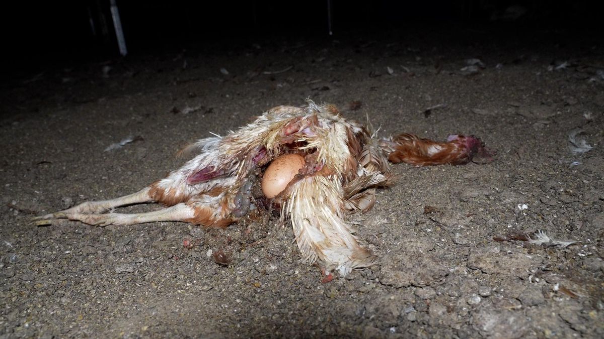 El cadáver de una gallina junto a un huevo.