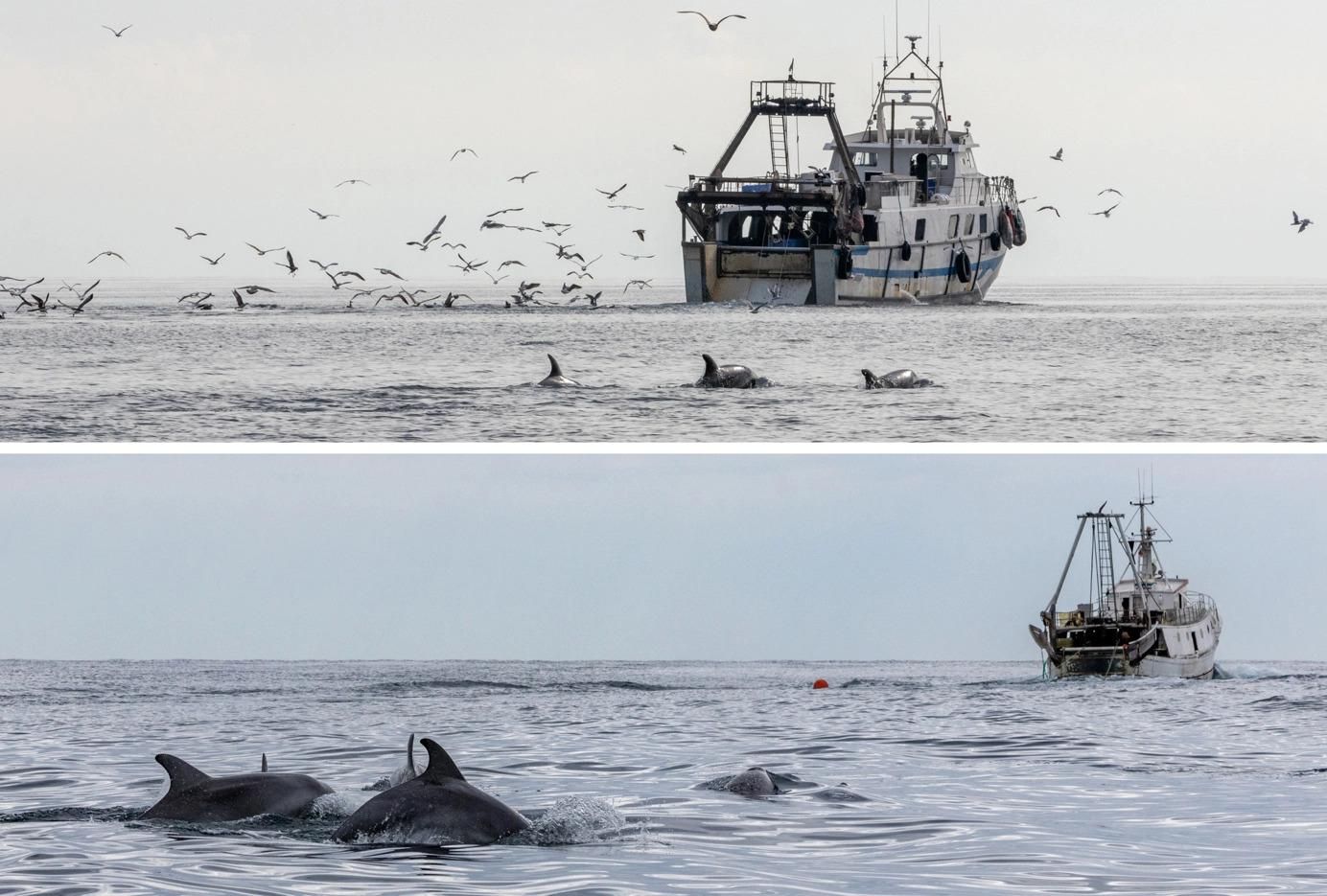 Delfines mulares buscando alimento detrás de un arrastrero de media agua en Véneto.