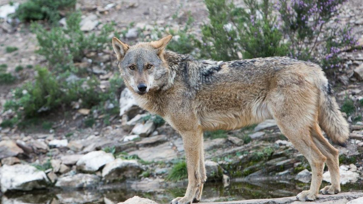 Imagen de archivo: Centro del lobo ibérico de Robledo de Sanabria.