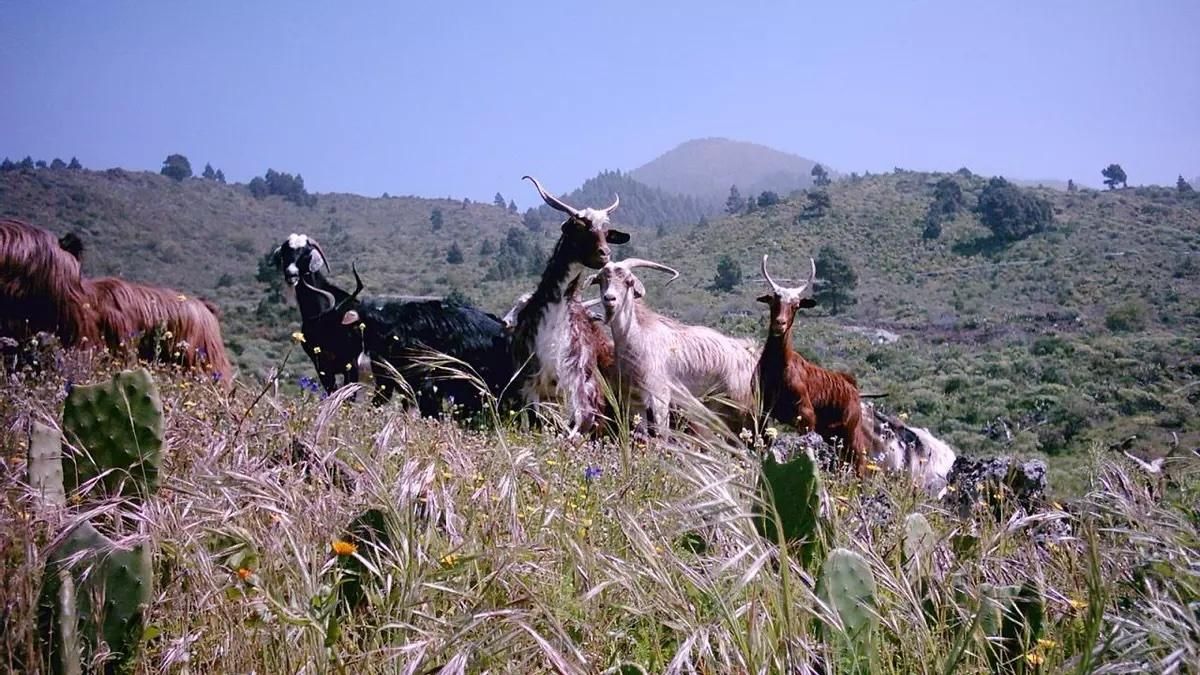 El Cabildo  de La Palma abona  700.000 euros de las subvenciones dirigidas a contribuir a los gastos corrientes de las ganaderías palmeras