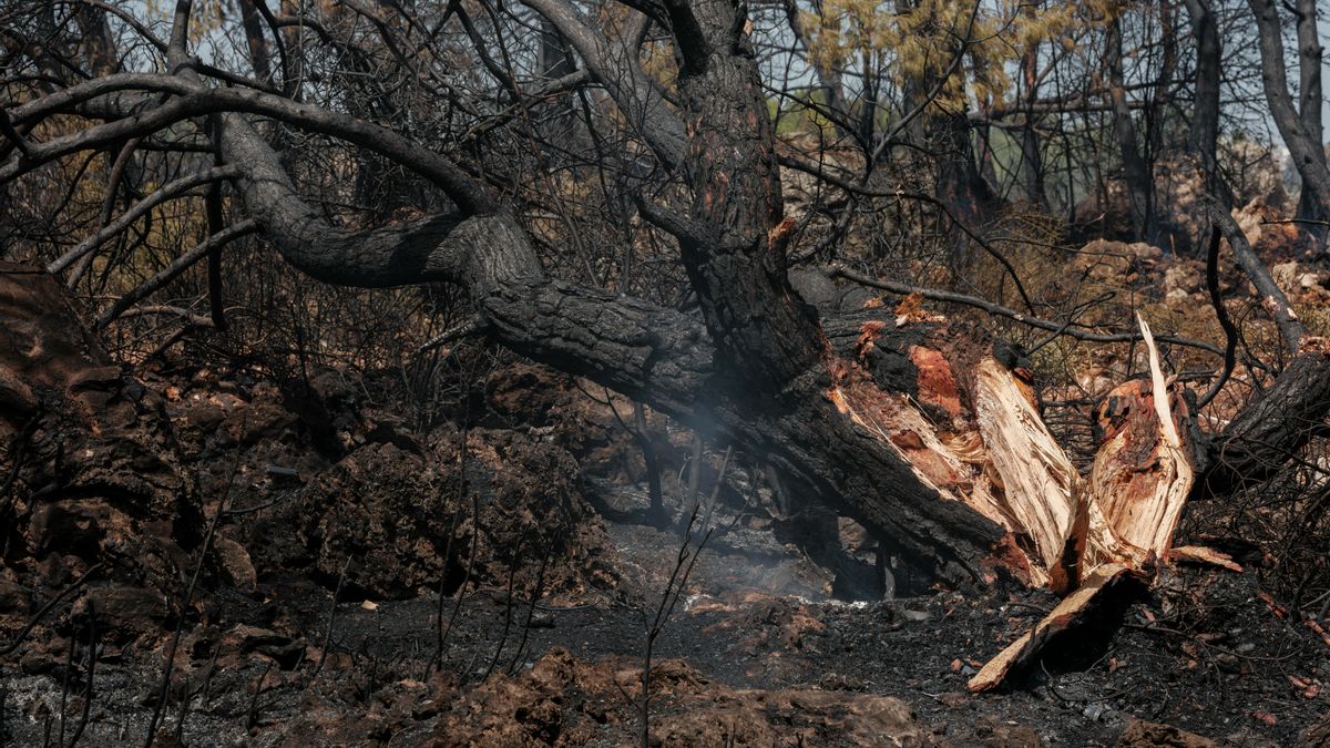 Muchos árboles mueren al ser alcanzados por un rayo