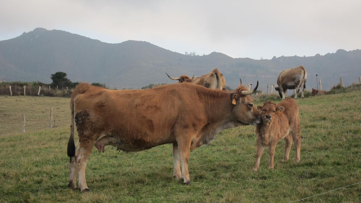 Castilla y León suspende las ferias y mercados de ganado para prevenir la Dermatosis Nodular Contagiosa