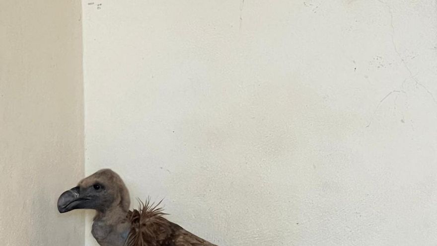Liberado un buitre leonado en Marruecos después de ser tratado de heridas