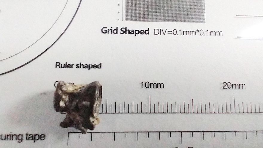 Hallan una vértebra fosilizada de un pez 'anguila' de hace 200.000 años en Argentina