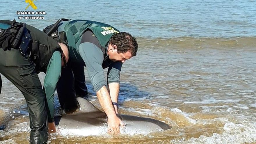Delfín en la playa de Laredo