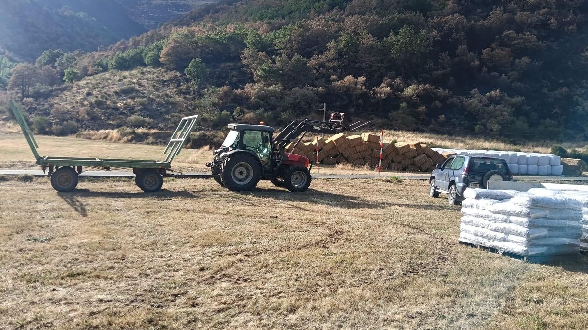 Con el monte quemado y sin pastos, la Junta reparte pienso y paja para parar el primer golpe a la ganadería tras los incendios