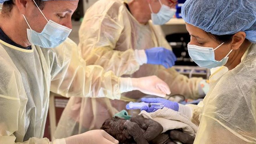 La cesárea poco común que ha permitido el nacimiento de un nuevo bebé gorila sano