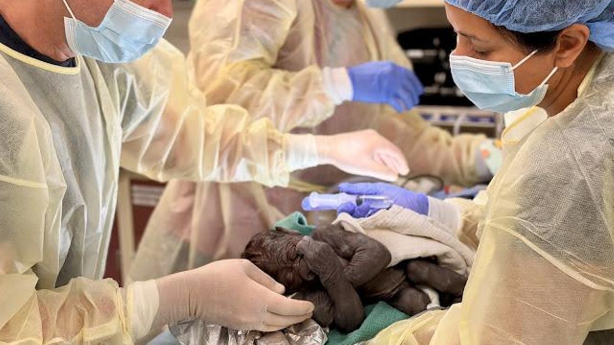 La cesárea poco común que ha permitido el nacimiento de un nuevo bebé gorila sano