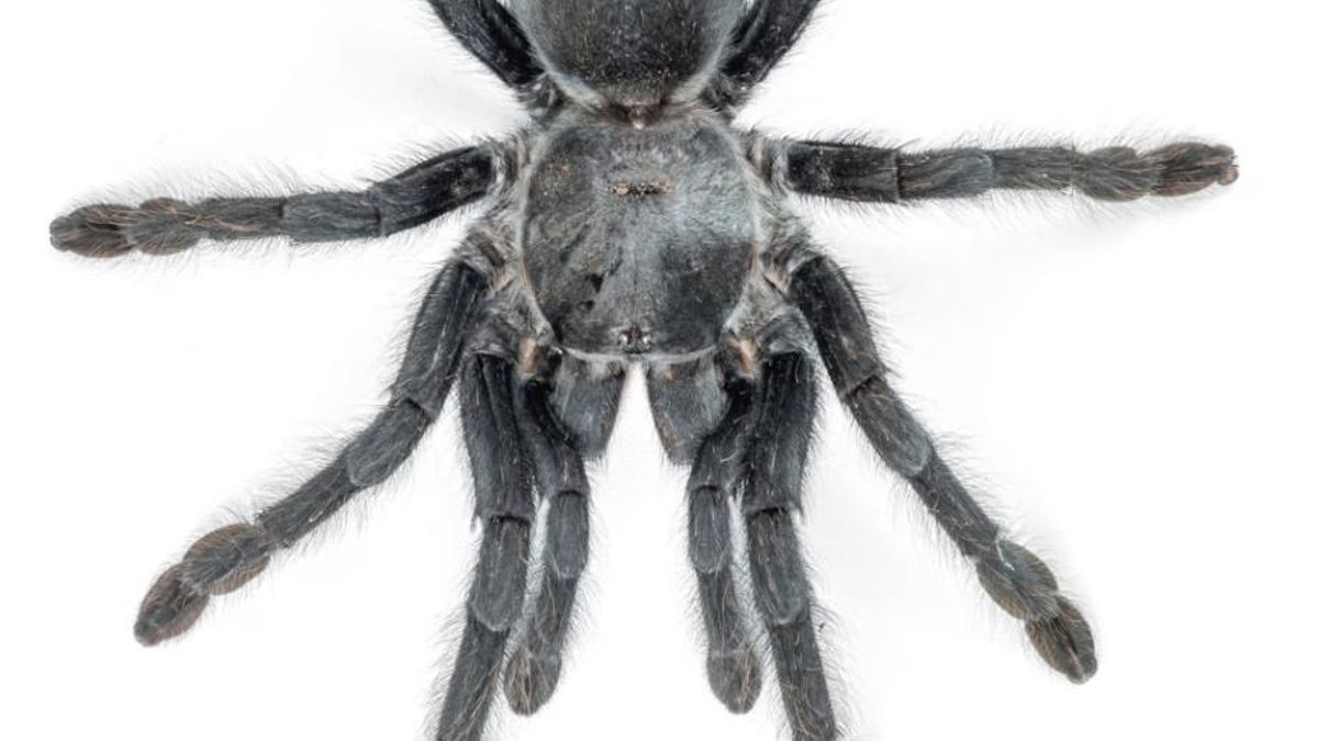 El origen del nombre combina tradición clásica y un rasgo físico que destaca por su tamaño excepcional